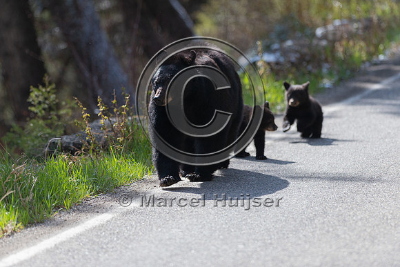 American black bear (Ursus americanus) sow and two cubs of the y