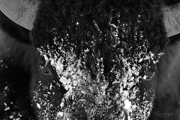 Bison (Bison bison) head covered in snow in black and white, Wyoming, USA
