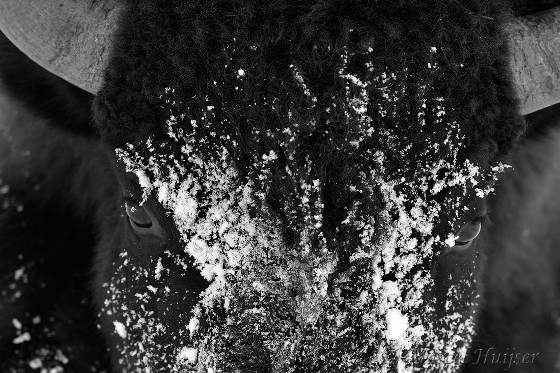 Bison (Bison bison) head covered in snow in black and white, Wyoming, USA