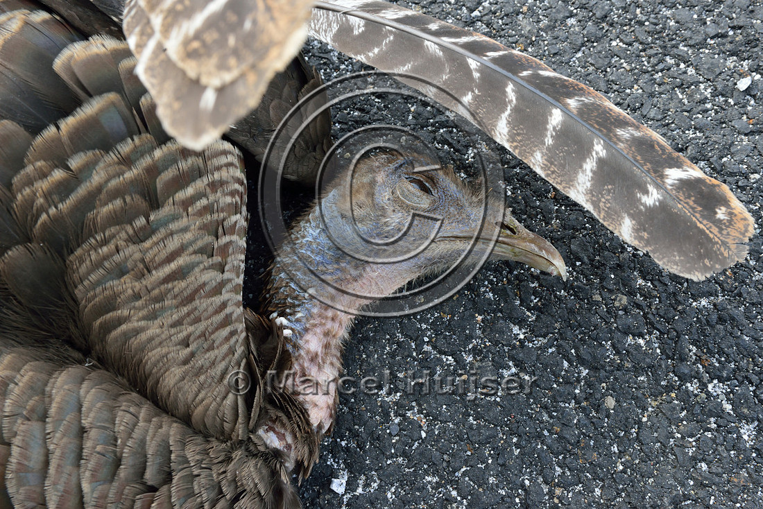 Wild turkey (Meleagris gallopavo) roadkill, Hwy 49 south of Chinese Camp, California, USA