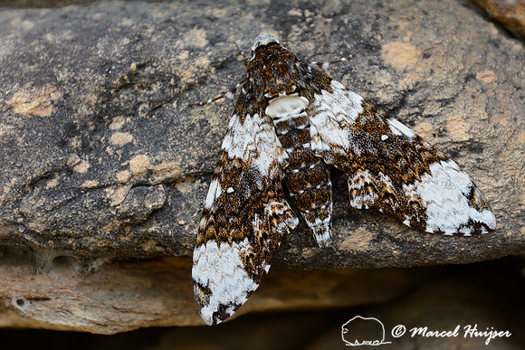 Large moth at guard station Casca d'Anta, Parque Nacional Serra da Canastra, Minas Gerais, Brazil