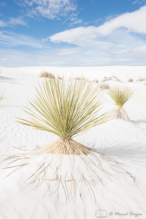 Soaptree yucca(Yucca elata), White Sands National Monument, New