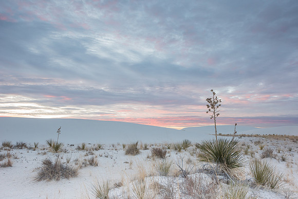 Soaptree yucca(Yucca elata), White Sands National Monument, New