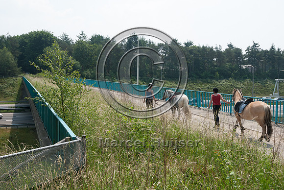 Equestrian use, multifunctional overpass with vegetated strip on