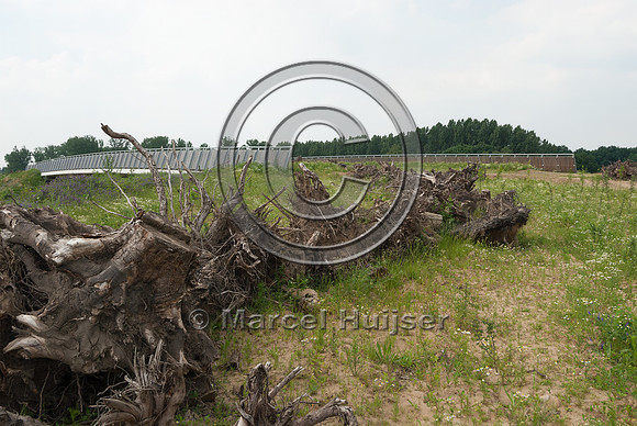 Row of root wads and tree trunks as cover for small animals on w