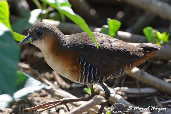 Rufous-sided crake (Laterallus melanophaius), Tanquã wetland, Rio Piracicaba, São Paulo, Brazil