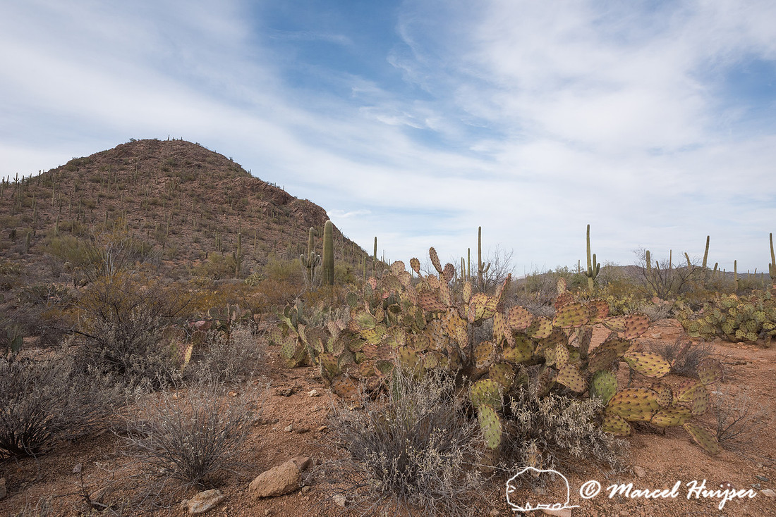 Saguaro and prickly pear, Saguaro National Park, Arizona, USA