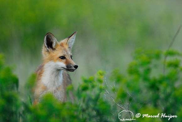 Portrait of red fox (Vulpes vulpes) kit, Montana, USA