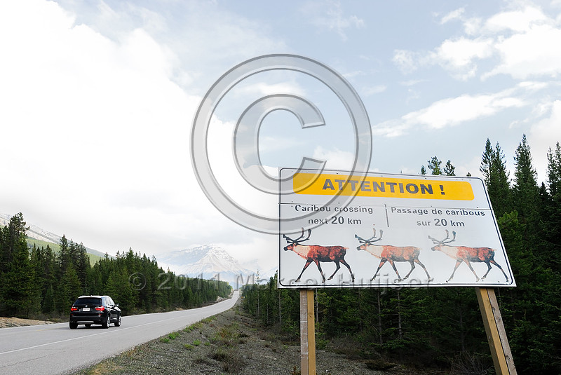 Marcel Huijser Photography | Wildlife warning signs | Caribou (Rangifer ...