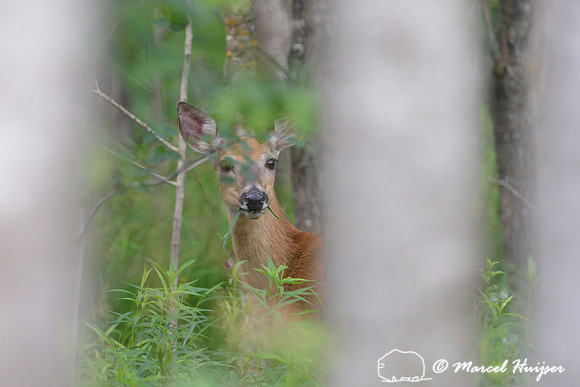 White-tailed deer doe (Odocoileus virginianus) looking through vegetation, Necedah National Wildlife Refuge, Wisconsin, USA