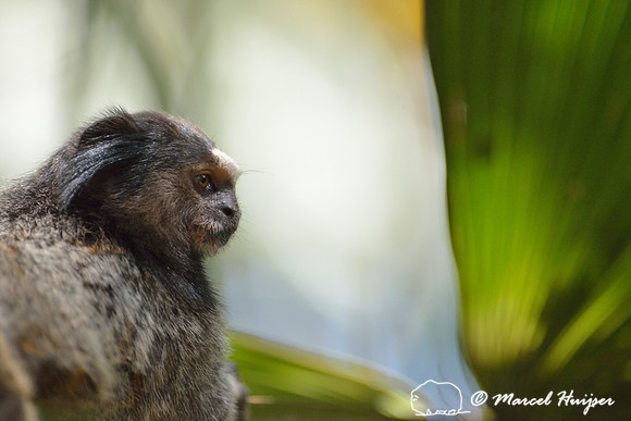 Black-pencilled marmoset (Callithrix penicillata), ESALQ campus, Piracicaba, São Paulo, Brazil