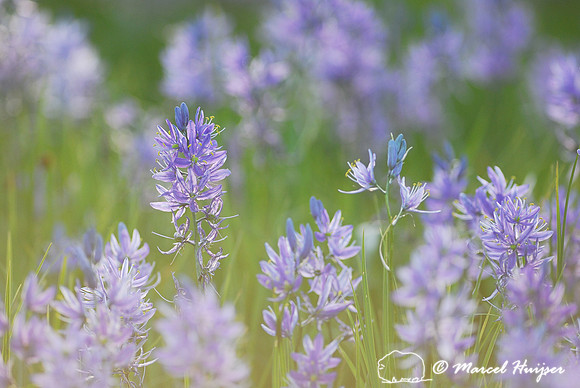 Camas (Camassia quamash), Packer Meadows, Idaho, USA