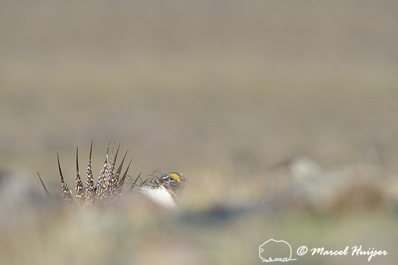 Greater sage-grouse (Centrocercus urophasianus), Montana, USA