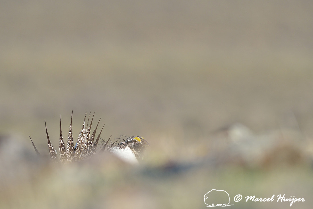 Greater sage-grouse (Centrocercus urophasianus), Montana, USA