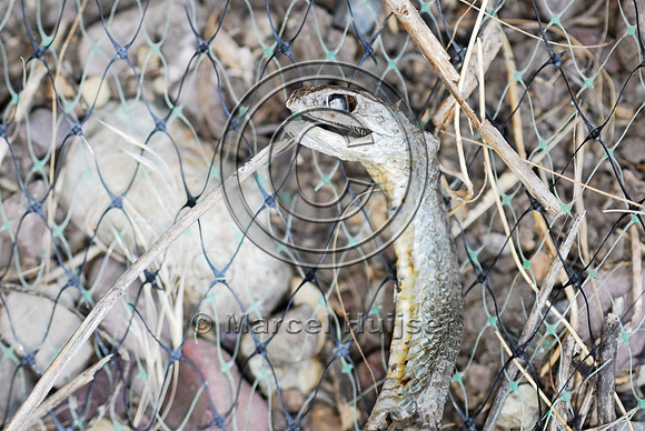 Eastern racer (Coluber constrictor) entangled in erosion control net, MT