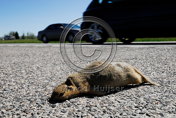 Uinta ground squirrel (Spermophilus armatus) roadkill, MT