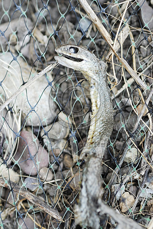 Eastern racer (Coluber constrictor) entangled in erosion control net, MT