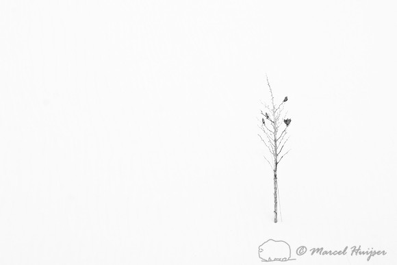 Soaptree yucca(Yucca elata), White Sands National Monument, New