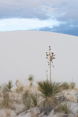 Soaptree yucca(Yucca elata), White Sands National Monument, New
