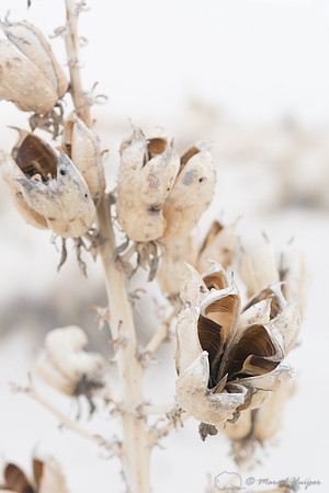 Soaptree yucca(Yucca elata), White Sands National Monument, New