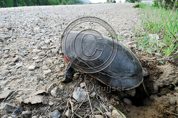 Western painted turtle ( Chrysemys picta bellii) digging a hole and laying eggs along a gravel road, northern Idaho, USA