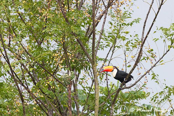 Toco toucan (Ramphastos toco), Piracicaba, São Paulo, Brazil