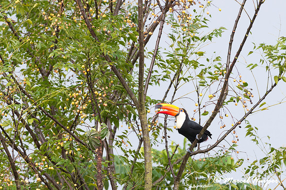 Toco toucan (Ramphastos toco), Piracicaba, São Paulo, Brazil