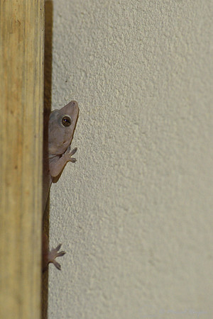 Tropical house gecko, Afro-American house gecko or cosmopolitan house gecko (Hemidactylus mabouia) hiding behind painting, São Roque de Minas , Minas Gerais, Brazil