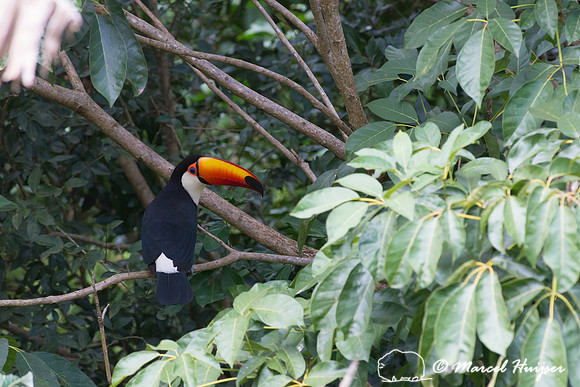 Toco toucan (Ramphastos toco), Piracicaba, São Paulo, Brazil
