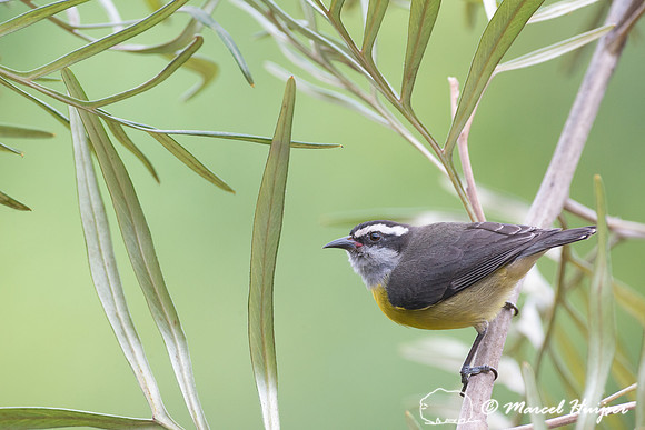 Bananaquit (Coereba flaveola), Piracicaba, São Paulo, Brazil