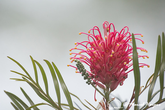 Banksia flower, Piracicaba, São Paulo, Brazil