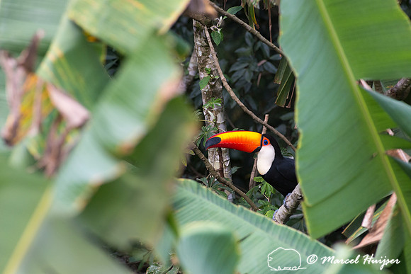 Toco toucan (Ramphastos toco), Piracicaba, São Paulo, Brazil