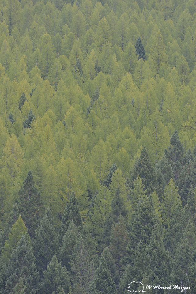 Western larch (Larix occidentalis) turning color in the fall, Rattlesnake Wilderness, Montana, USA