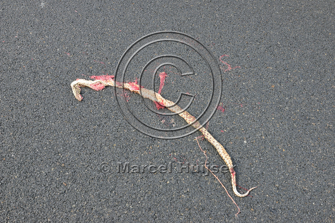 Gopher snake (Pituophis catenifer) roadkill, Hwy 49 south of Chinese Camp, California, USA