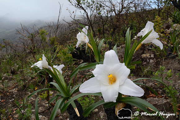 Canela-de-ema (Vellozia sp.) flowers after a fire, Parque Nacional da Serra da Canastra, Minas Gerais, Brazil