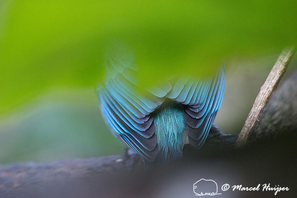 Azure-shouldered tanager (Thraupis cyanoptera), São Paulo, Braz