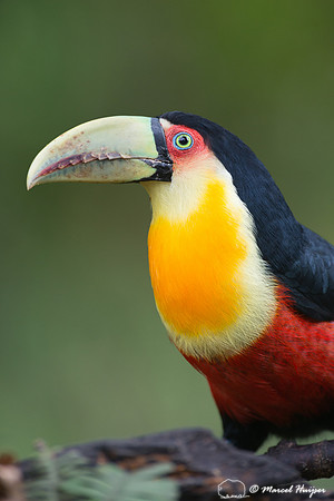 Green-billed toucan (Ramphastos dicolorus) or red-breasted touca