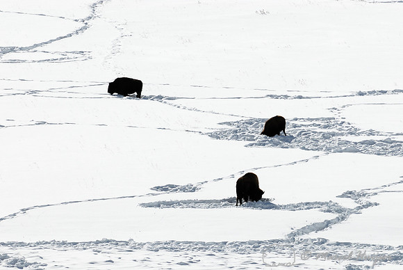 Bison (Bos bison) in the snow, Wyoming, USA
