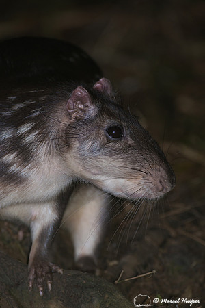 Lowland paca (Cuniculus paca), or spotted paca, São Paulo, Braz