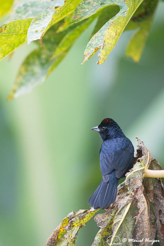 Ruby-crowned tanager (Tachyphonus coronatus), São Paulo, Brazil