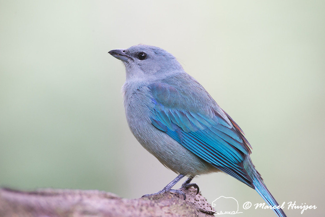 Azure-shouldered tanager (Thraupis cyanoptera), São Paulo, Braz
