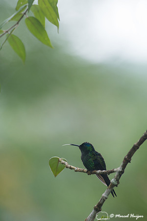 Violet-capped woodnymph (Thalurania glaucopis), São Paulo, Braz