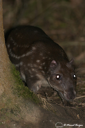 Lowland paca (Cuniculus paca), or spotted paca, São Paulo, Braz
