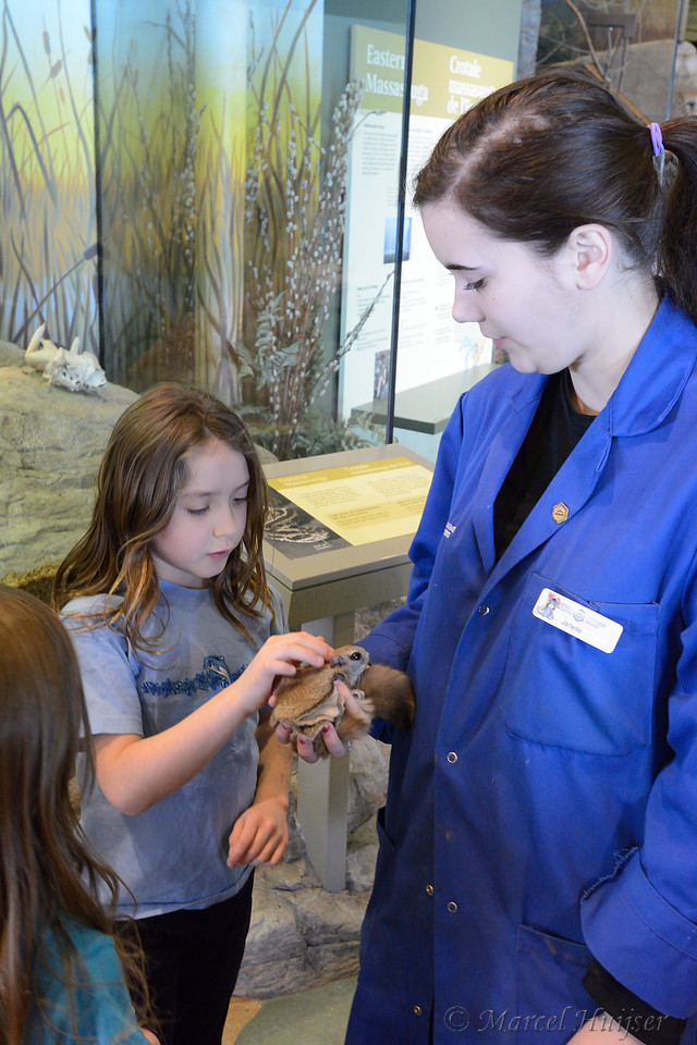 Girl pets northern flying squirrel (Glaucomys sabrinus), Science North, Sudbury, Ontario, Canada
