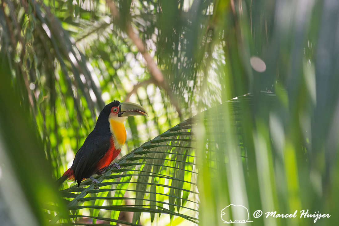Green-billed toucan (Ramphastos dicolorus) or red-breasted touca