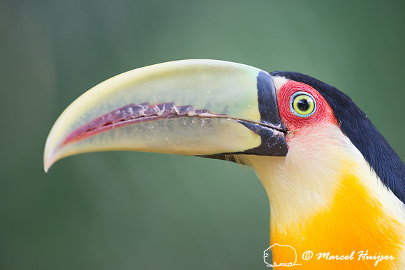 Green-billed toucan (Ramphastos dicolorus) or red-breasted touca