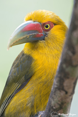 Saffron toucanet (Pteroglossus bailloni), São Paulo, Brazil