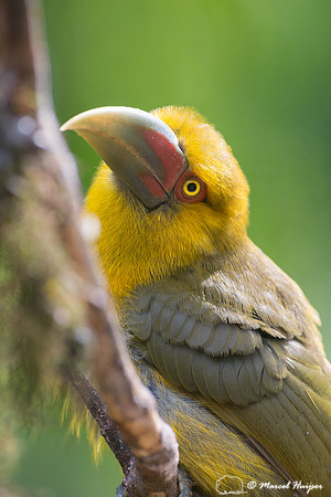 Saffron toucanet (Pteroglossus bailloni), São Paulo, Brazil