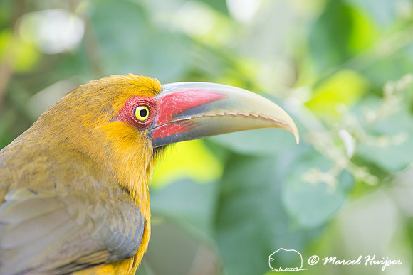 Saffron toucanet (Pteroglossus bailloni), São Paulo, Brazil