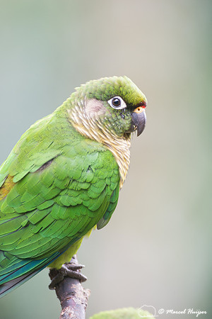 Maroon-bellied parakeet (Pyrrhura frontalis), São Paulo, Brazil